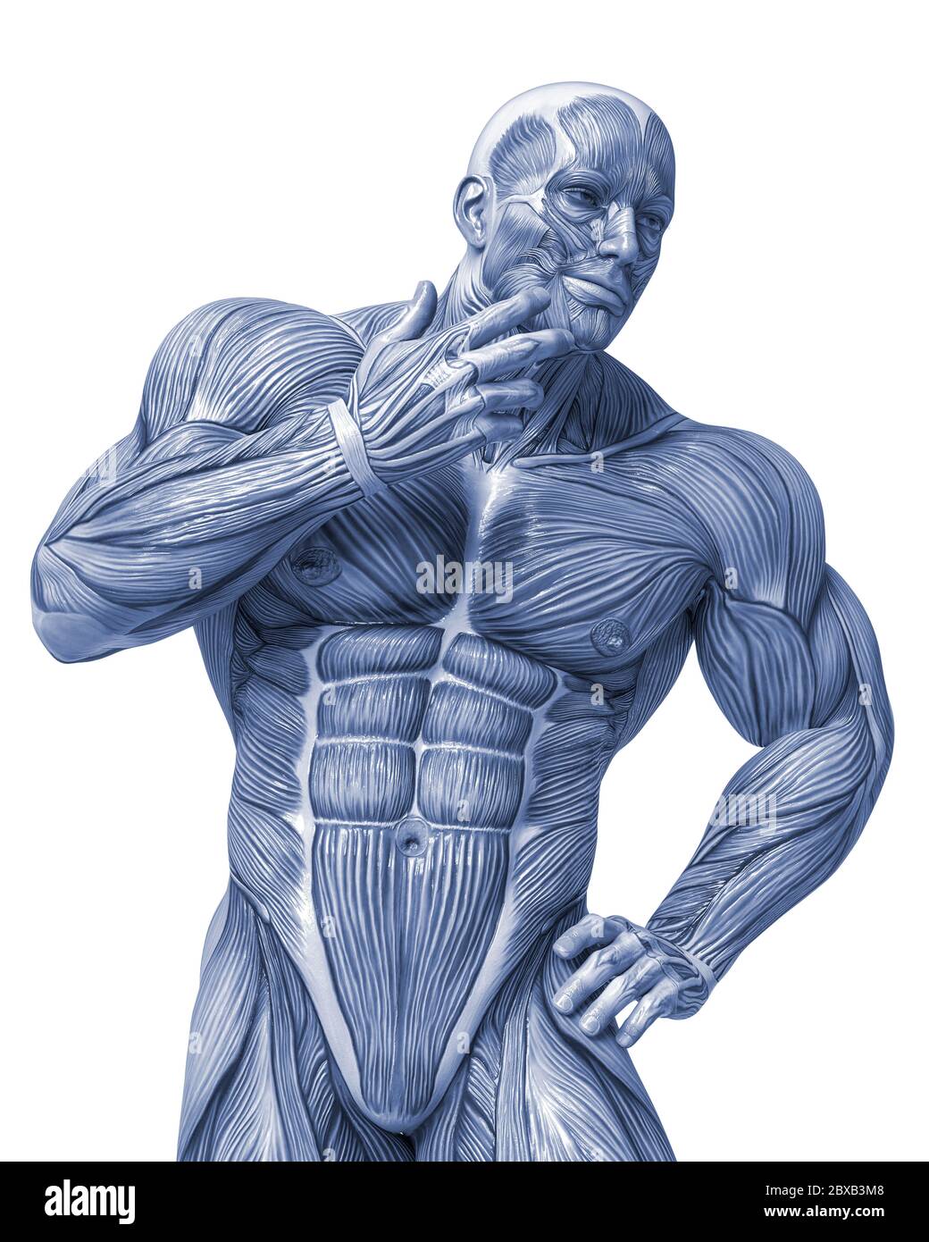 muscle man anatomy in an white background will put some creative sensor
