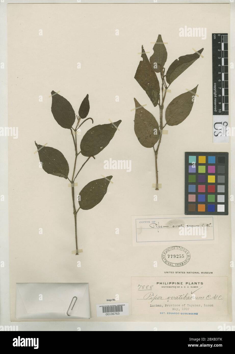 Piper ovatibaccum C DC in Elmer Piper ovatibaccum C DC in Elmer Stock