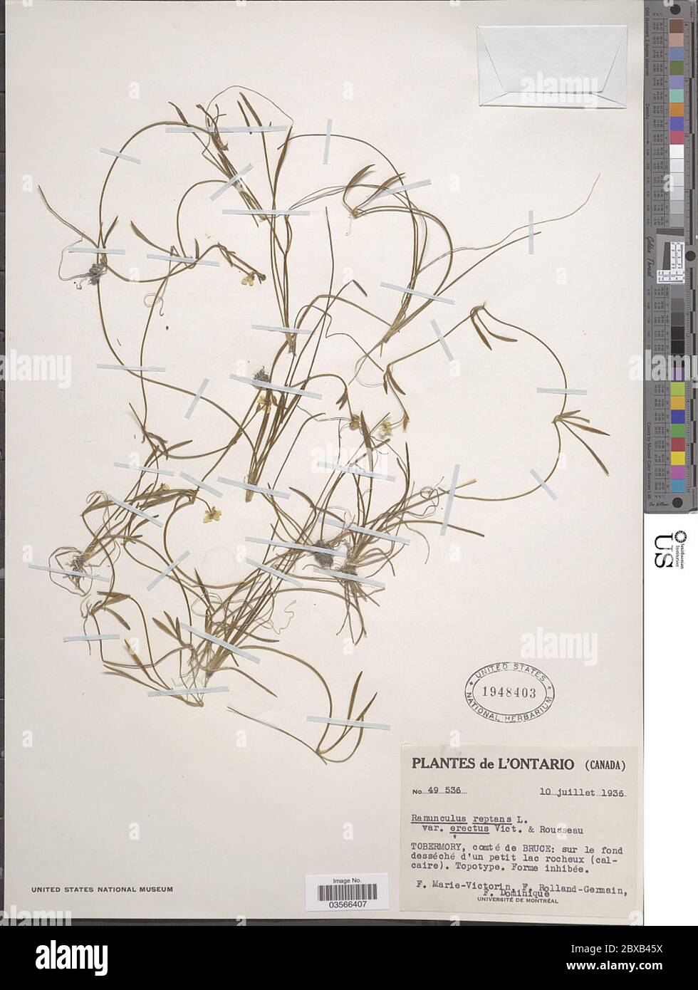 Ranunculus flammula var filiformis Michx Hook Ranunculus flammula var filiformis Michx Hook. Stock Photo