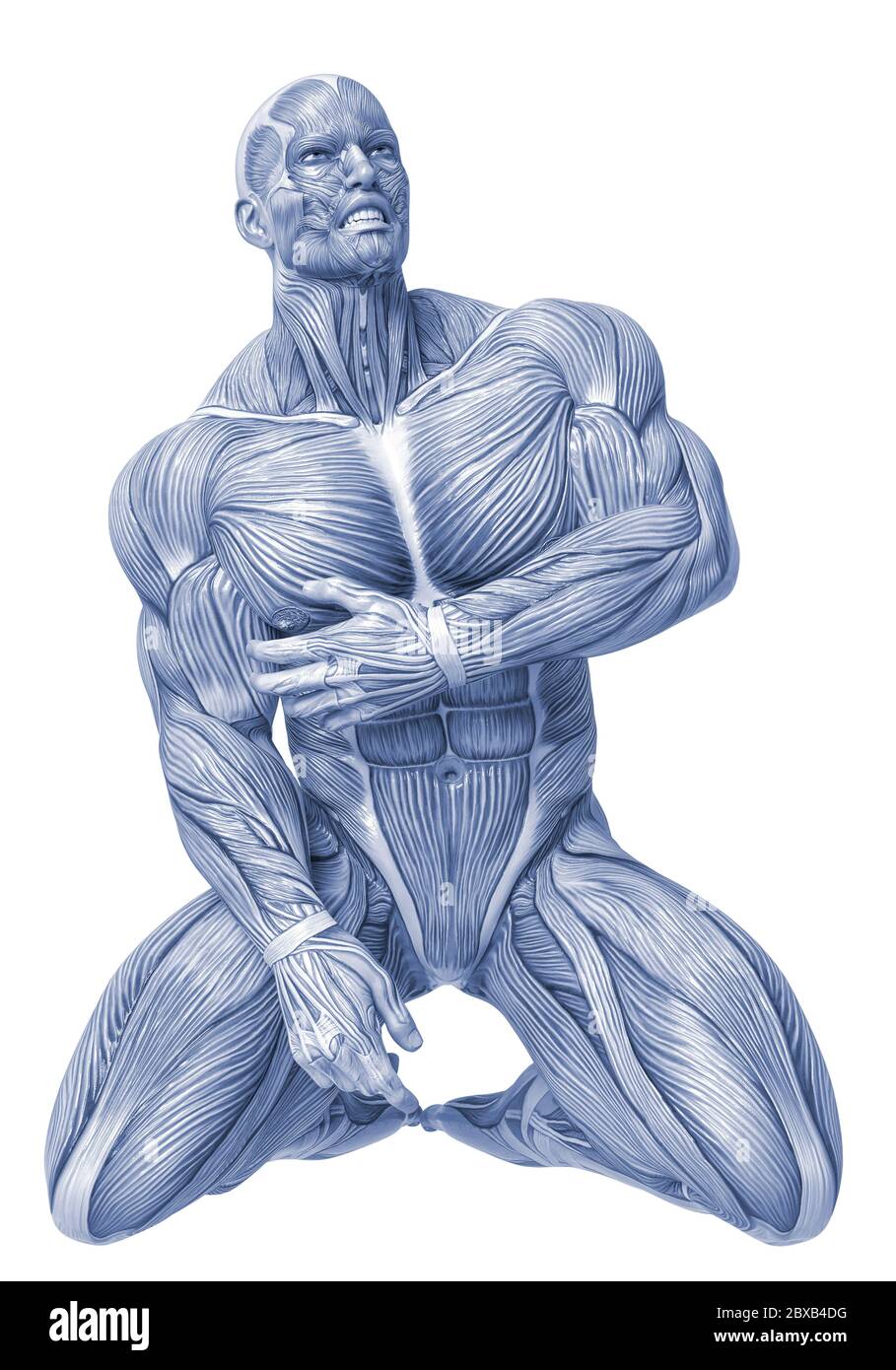 muscle man anatomy in an white background will put some creative sensor