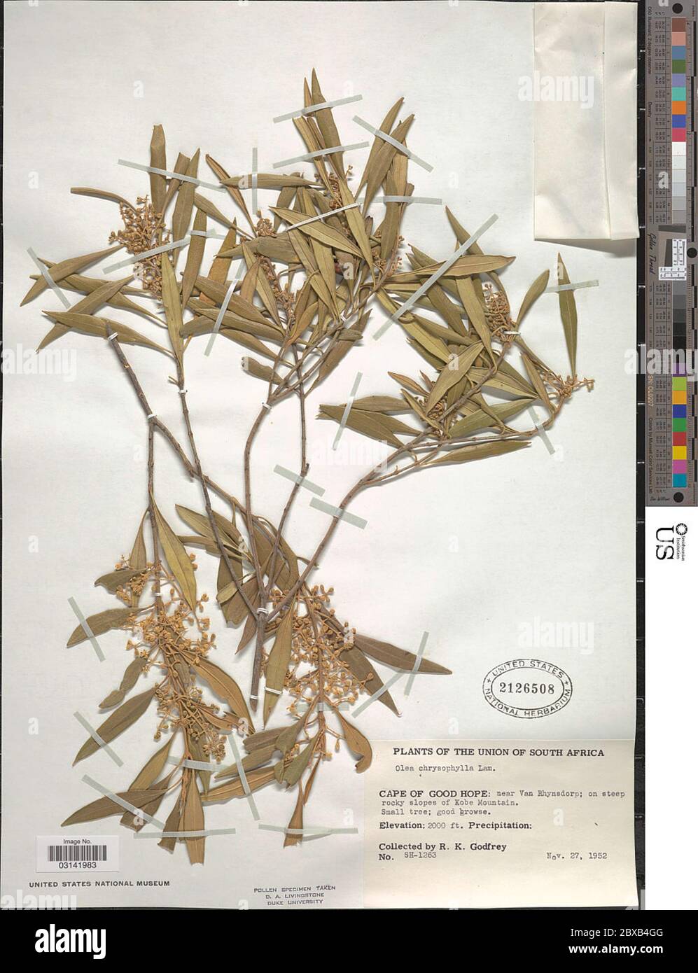 Olea chrysophylla Olea chrysophylla. Stock Photo