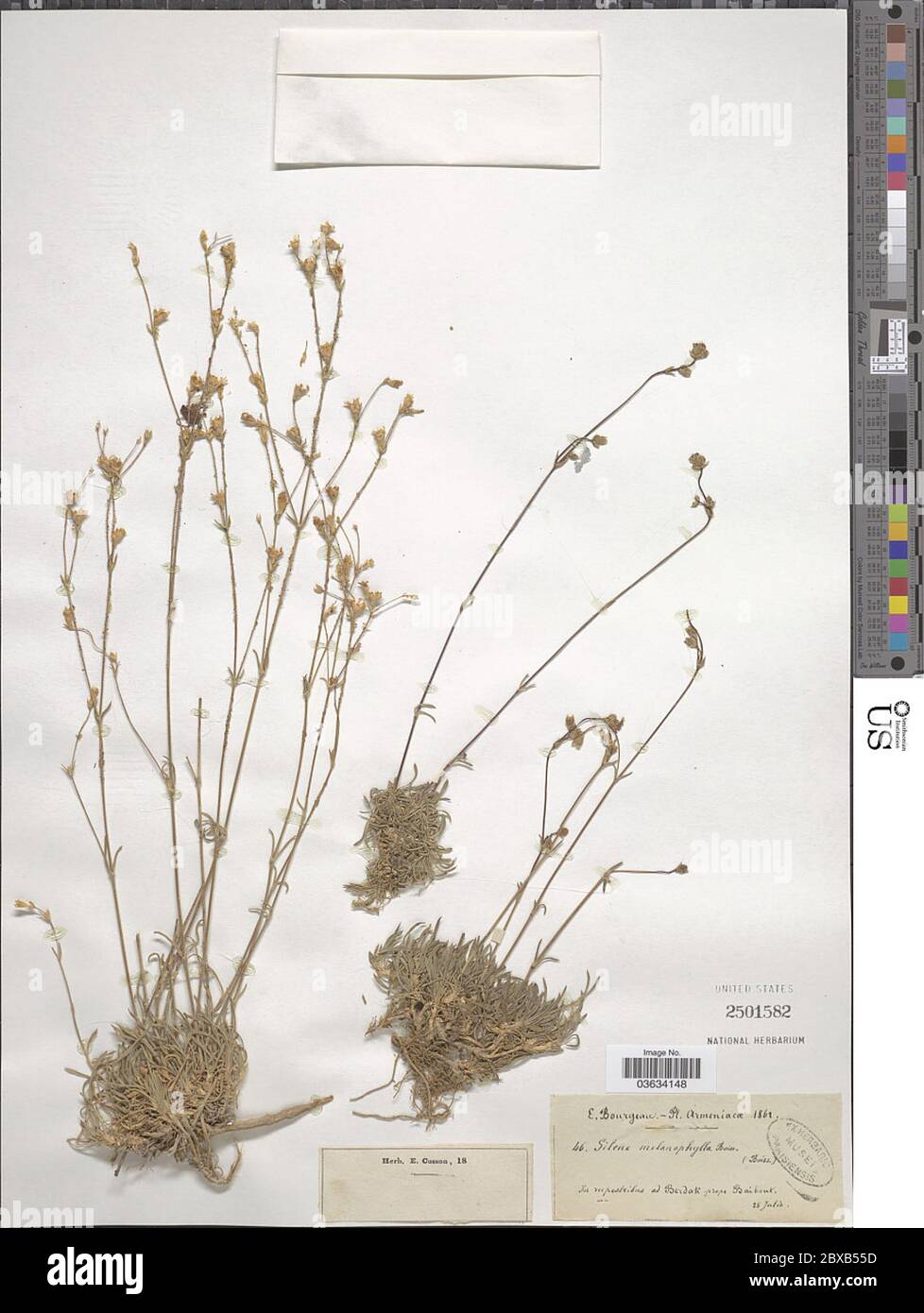 Silene melanophylla Boiss Silene melanophylla Boiss. Stock Photo