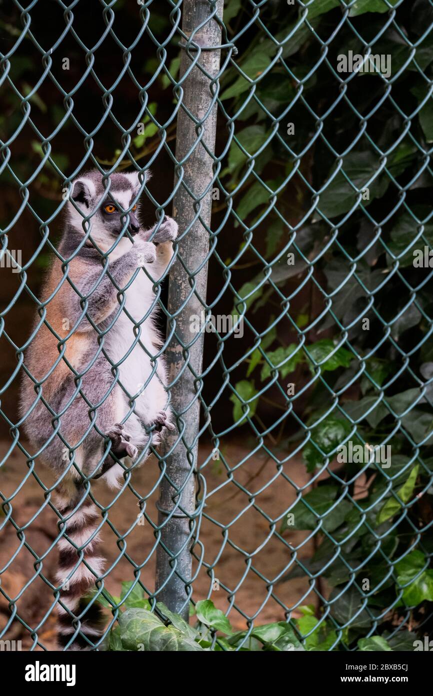 Ring-Tailed Lemur 'Lemur Catta' Stock Photo