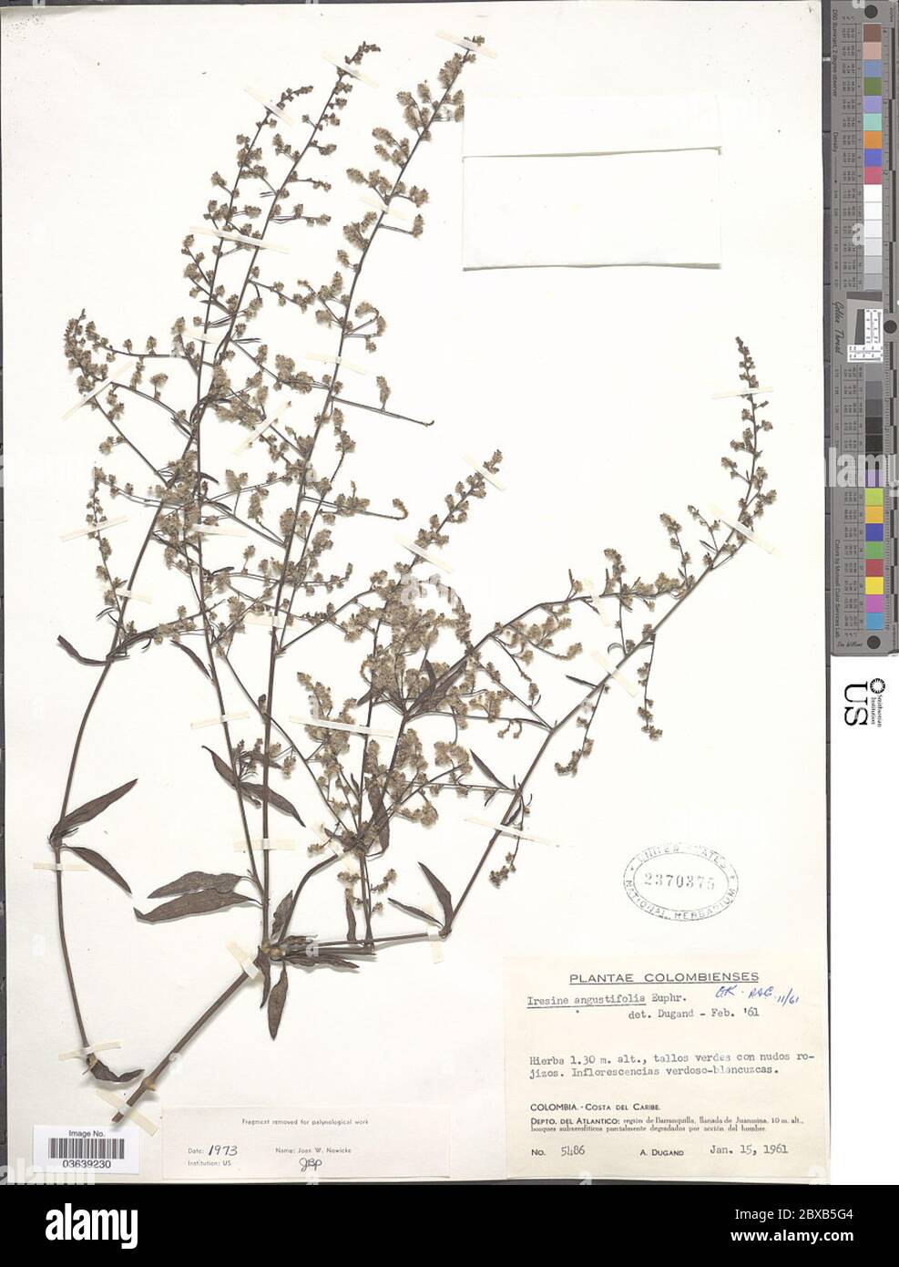 Iresine angustifolia Euphrasn Iresine angustifolia Euphrasn. Stock Photo