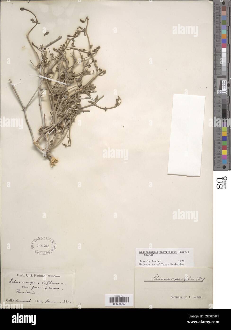 Selinocarpus parvifolius Torr Standl Selinocarpus parvifolius Torr Standl. Stock Photo