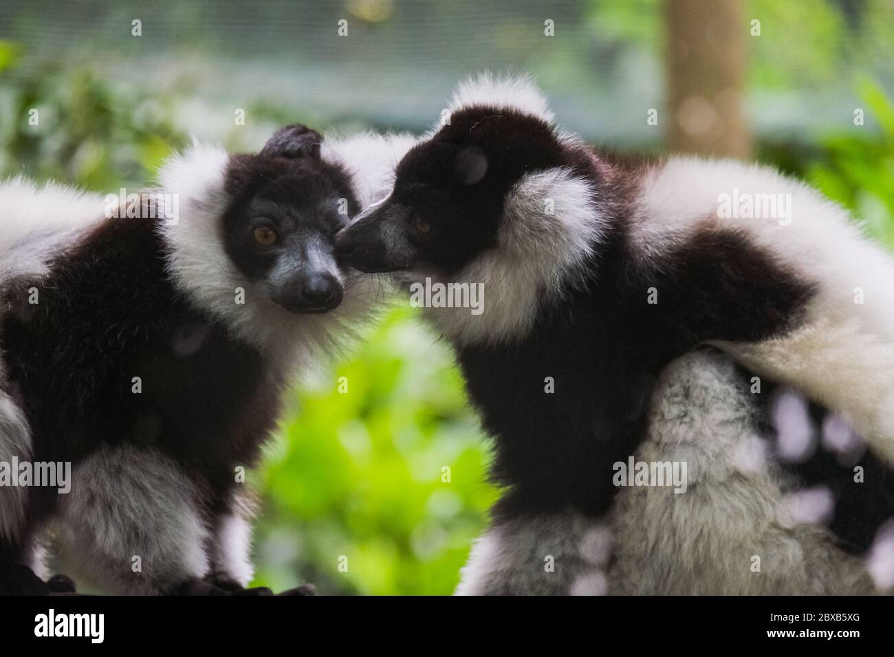 Black-and-white ruffed lemurs 'Varecia Variegata' Stock Photo