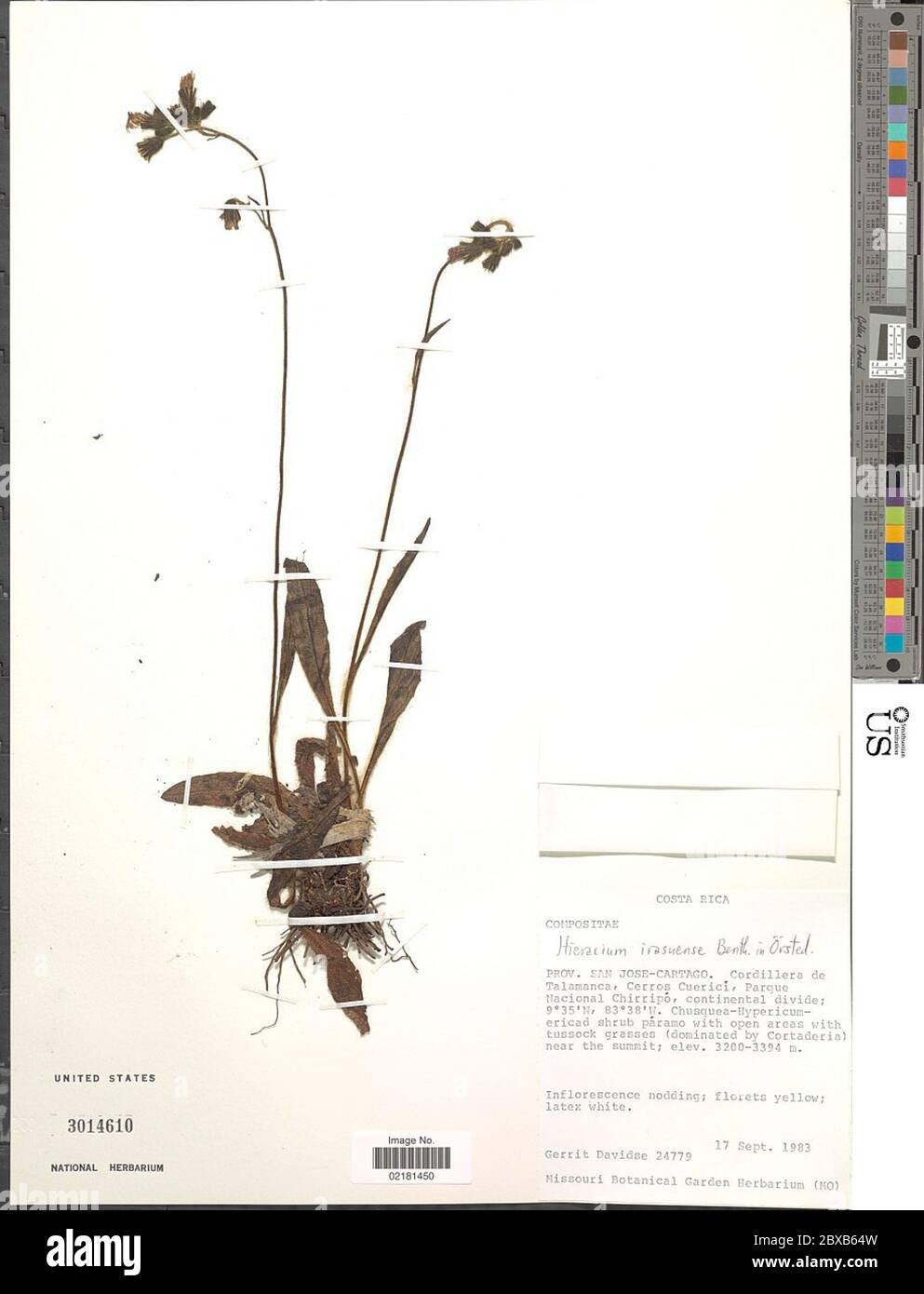 Hieracium irasuense Benth Hieracium irasuense Benth. Stock Photo
