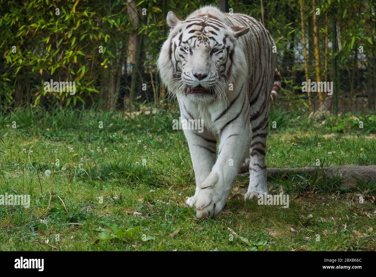 Tiger Rearing Head roaring tiger in hi-res stock photography and images - Alamy