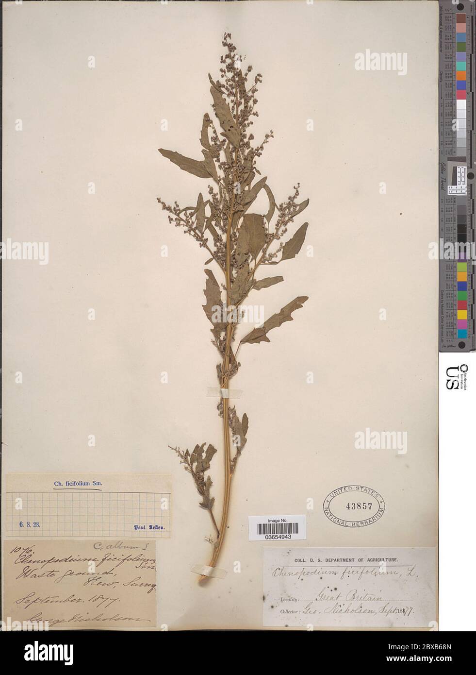 Chenopodium ficifolium Sm Chenopodium ficifolium Sm. Stock Photo