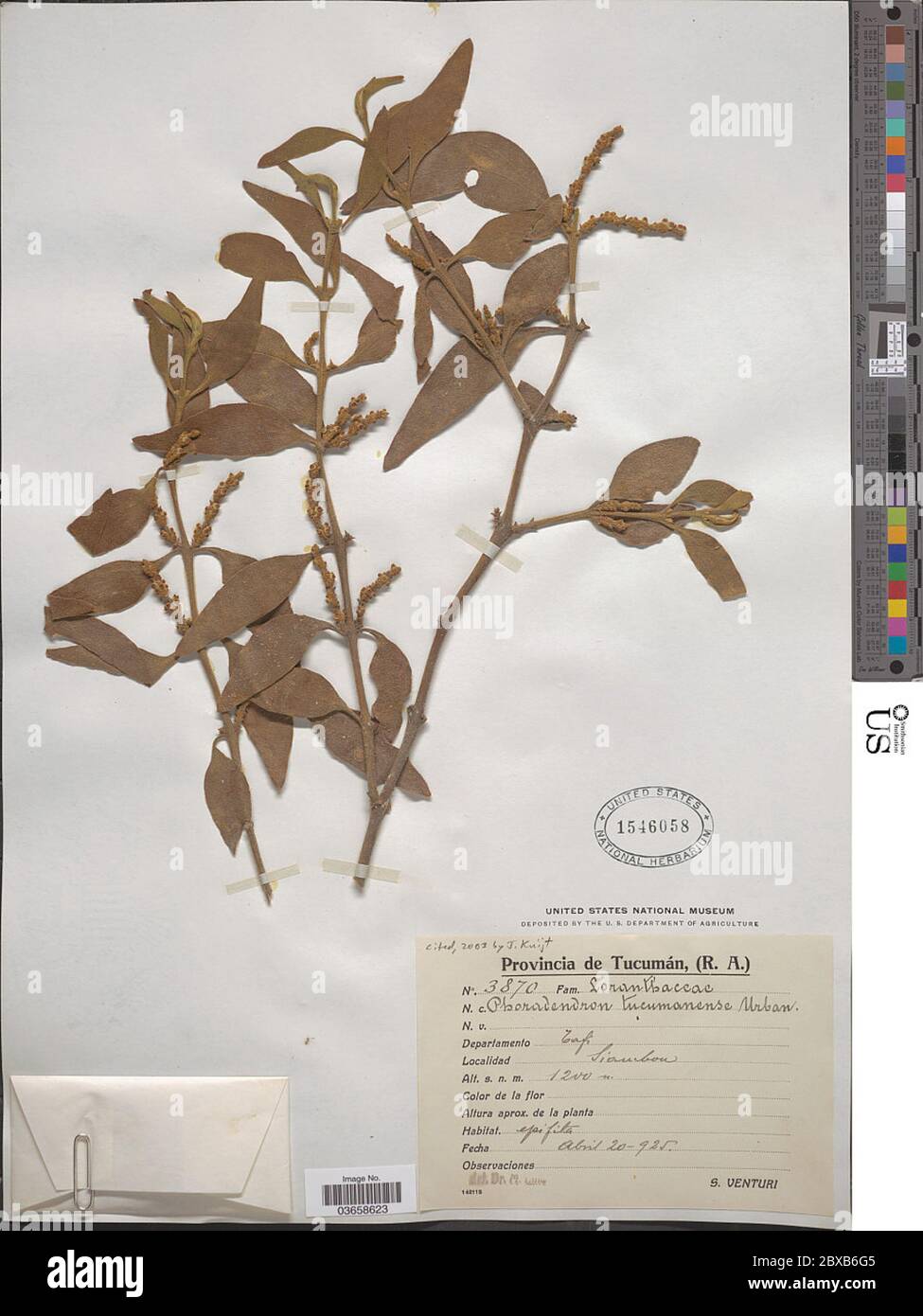 Phoradendron tucumanense Urb Phoradendron tucumanense Urb. Stock Photo