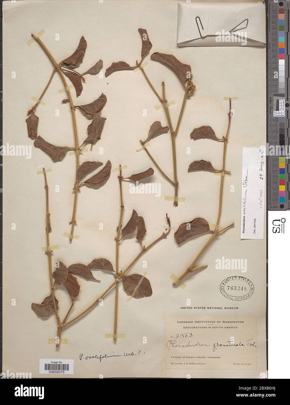 Phoradendron ovalifolium Urb Phoradendron ovalifolium Urb. Stock Photo