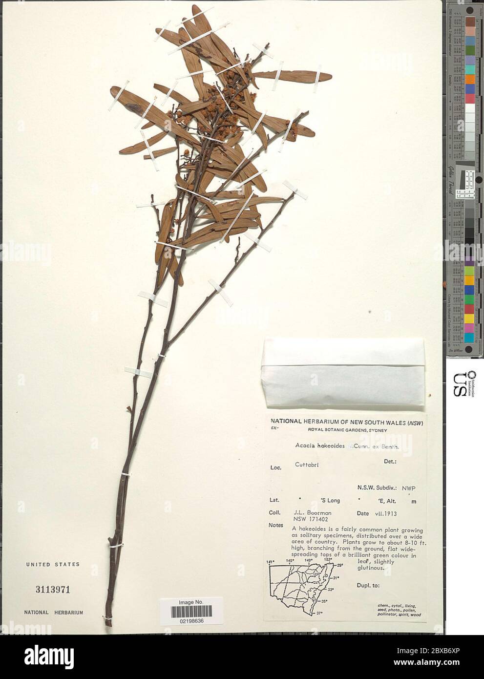 Acacia hakeoides Benth Acacia hakeoides Benth. Stock Photo