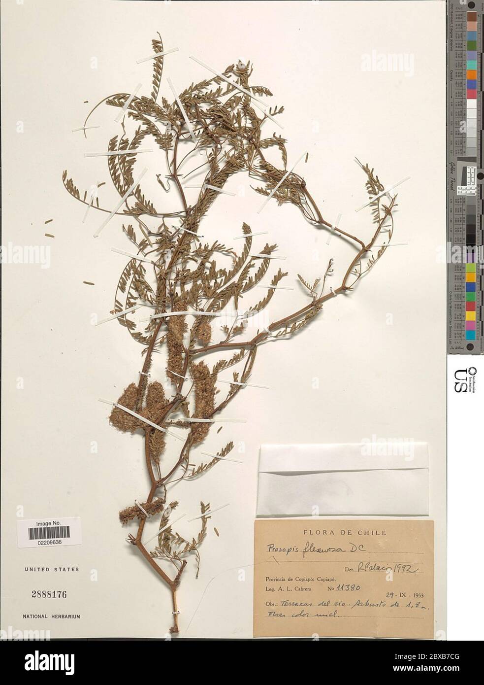 Prosopis flexuosa DC Prosopis flexuosa DC Stock Photo Alamy