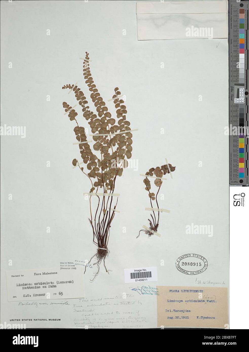 Lindsaea orbiculata var commixta Tagawa KU Kramer Lindsaea orbiculata var commixta Tagawa KU Kramer. Stock Photo