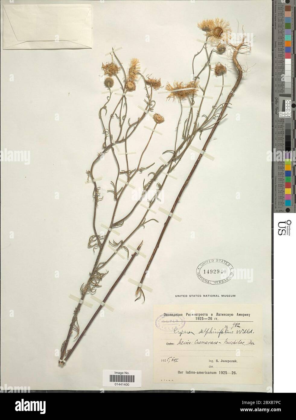 Erigeron delphinifolius Willd Erigeron delphinifolius Willd. Stock Photo
