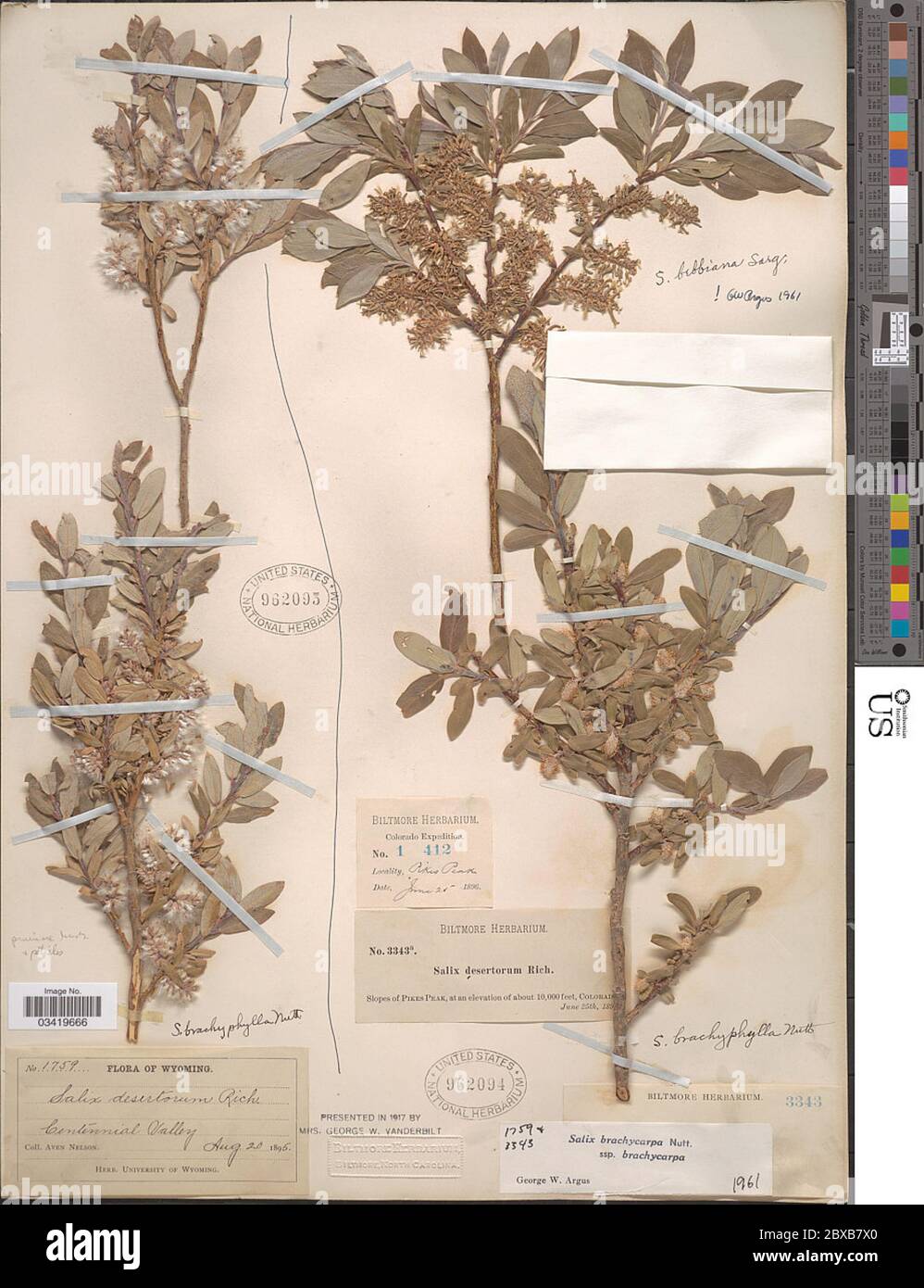 Salix brachycarpa Nutt Salix brachycarpa Nutt Stock Photo Alamy