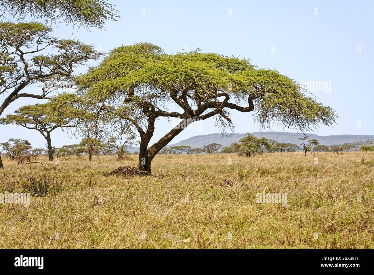 Acacia tortilis; African icon; Umbrella tree, zebras grazing, nature, landscape, scene, Serengeti National Park,Tanzania, Africa Stock Photo