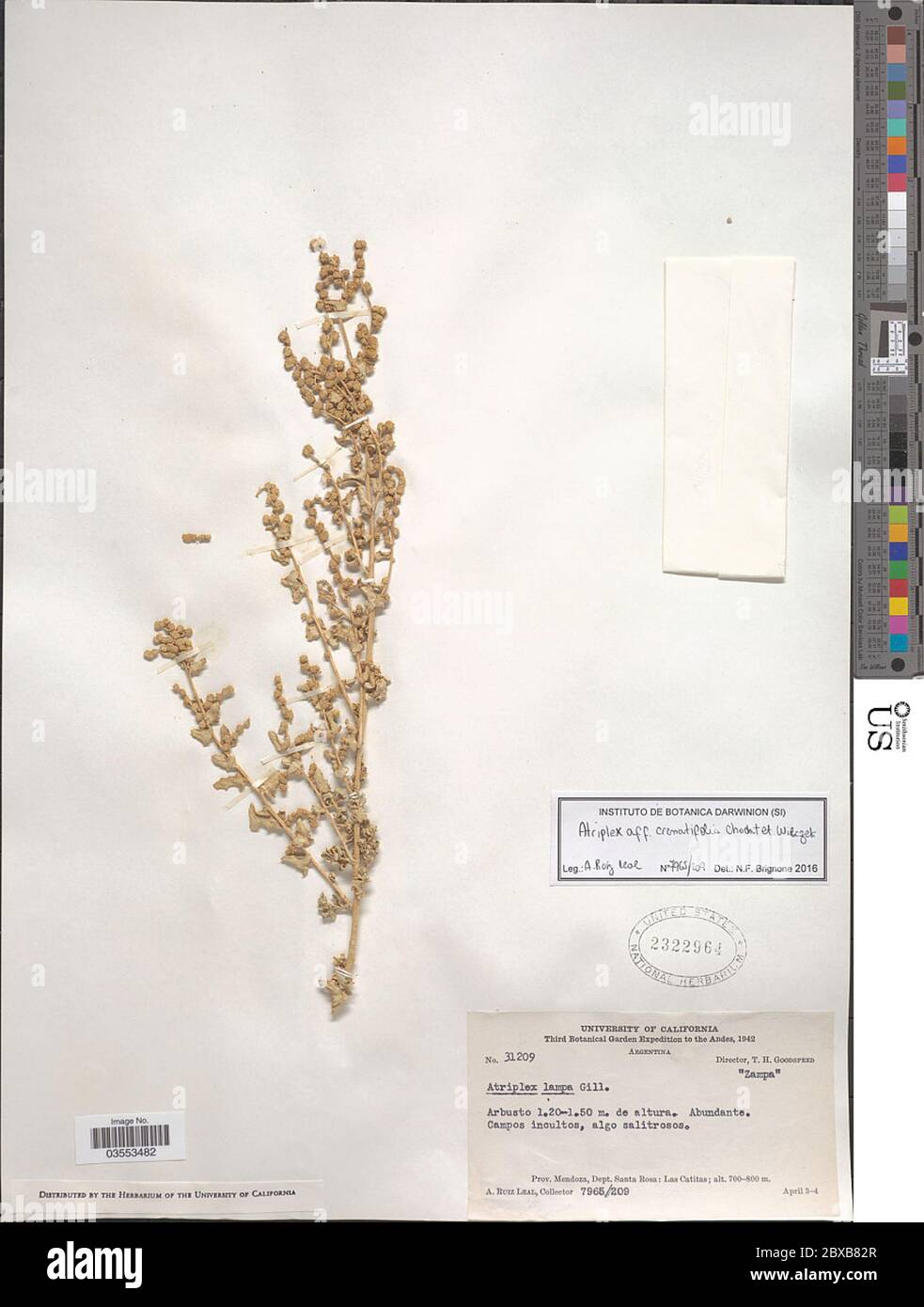 Atriplex lampa Moq Gillies ex D Dietr Atriplex lampa Moq Gillies ex D Dietr. Stock Photo