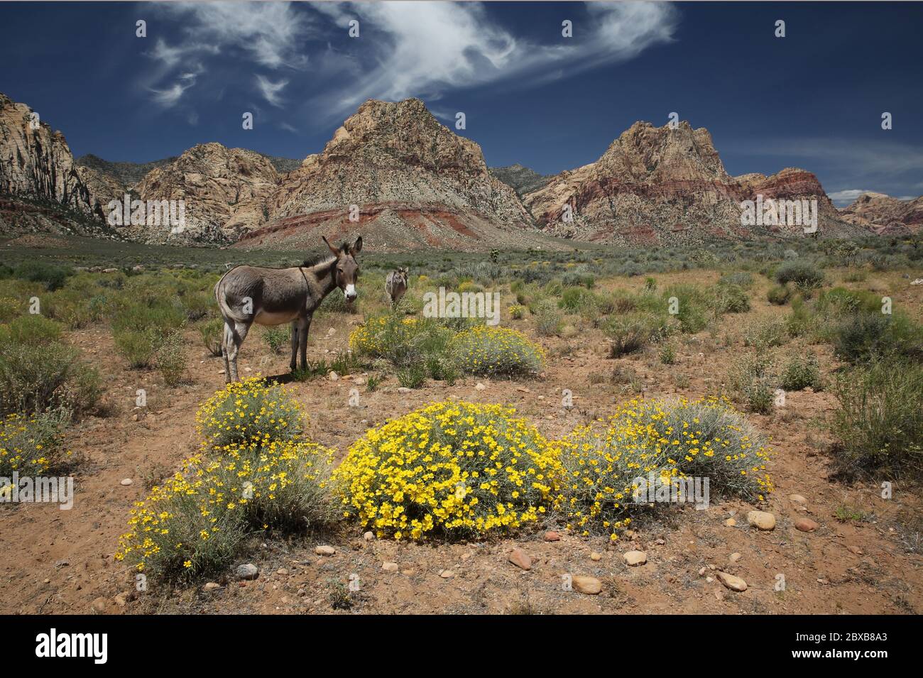 Pink flower blooming on desert cactus at Red Rock Canyon Las Vegas Nevada  Stock Photo - Alamy