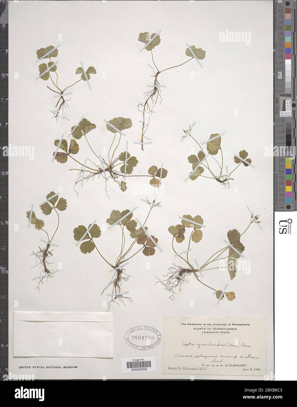 Coptis trifolia subsp groenlandica Oeder Hultn Coptis trifolia subsp groenlandica Oeder Hultn. Stock Photo