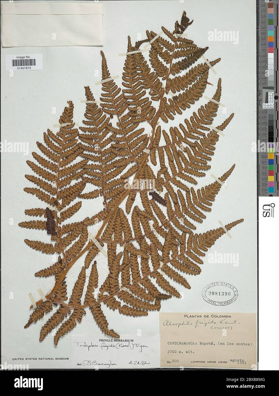 Cyathea frigida H Karst Domin Cyathea frigida H Karst Domin. Stock Photo