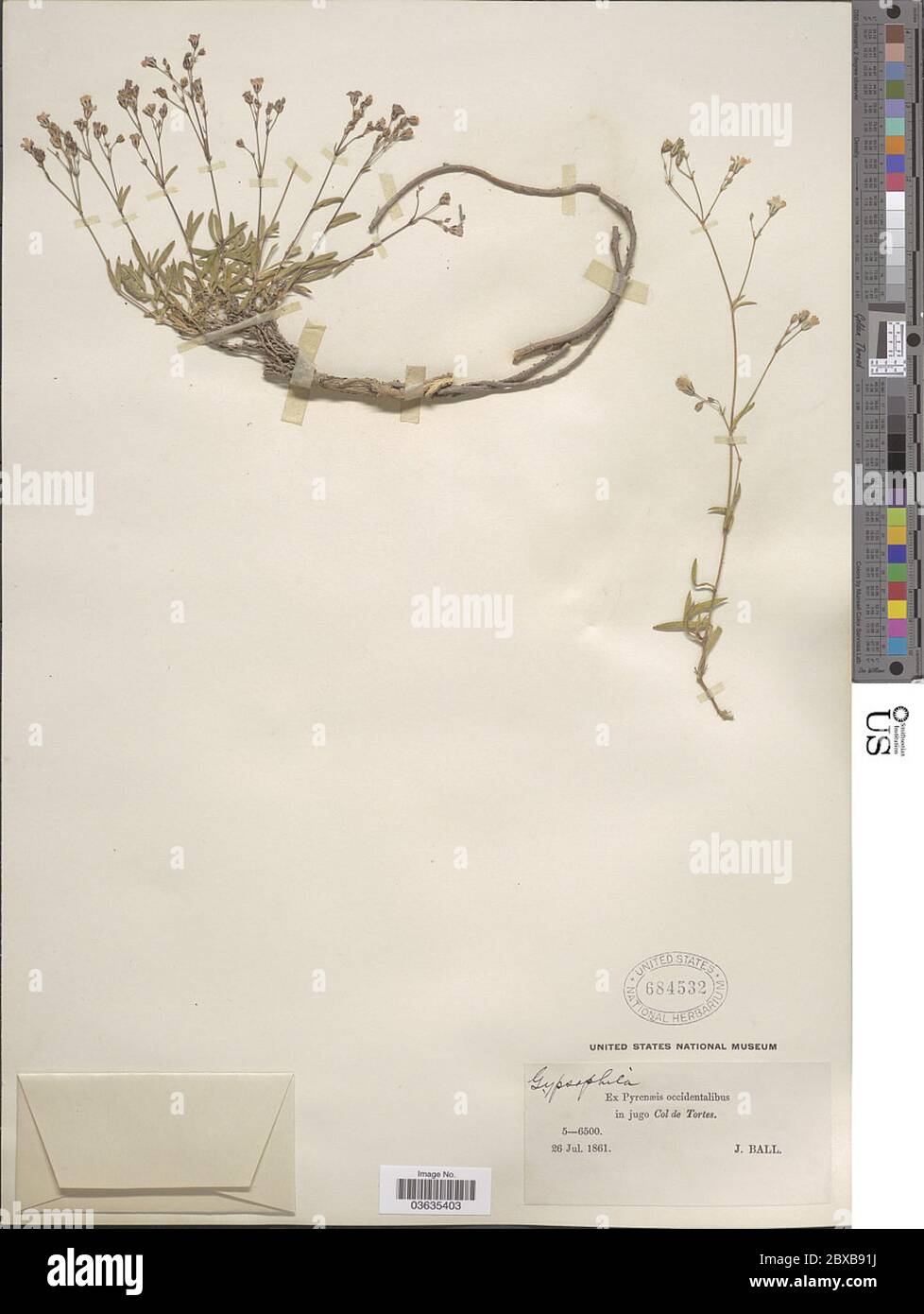 Gypsophila sp Gypsophila sp Stock Photo Alamy