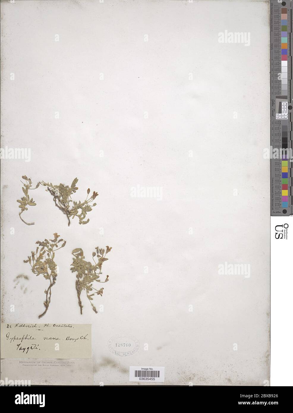 Gypsophila Nana Hi res Stock Photography And Images Alamy