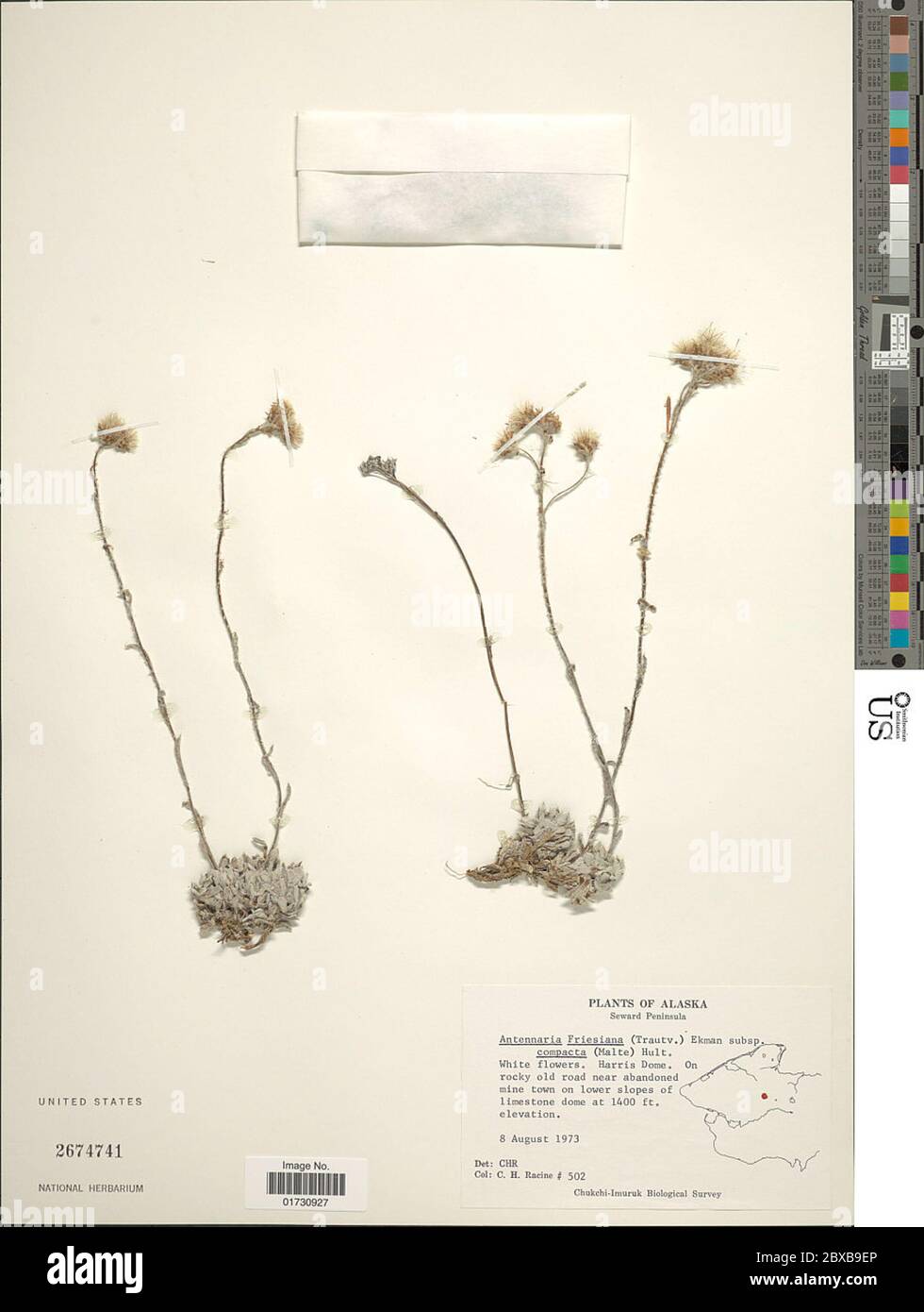 Antennaria friesiana subsp friesiana Antennaria friesiana subsp friesiana. Stock Photo