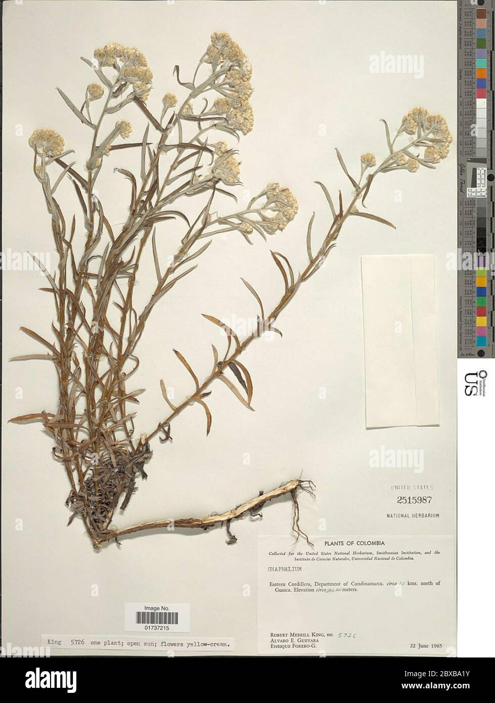 Gnaphalium Sp Gnaphalium Sp Stock Photo Alamy