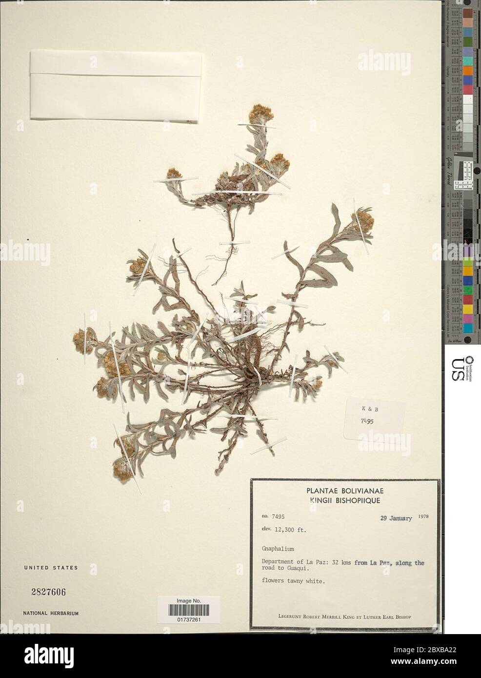 Gnaphalium Sp Gnaphalium Sp Stock Photo Alamy
