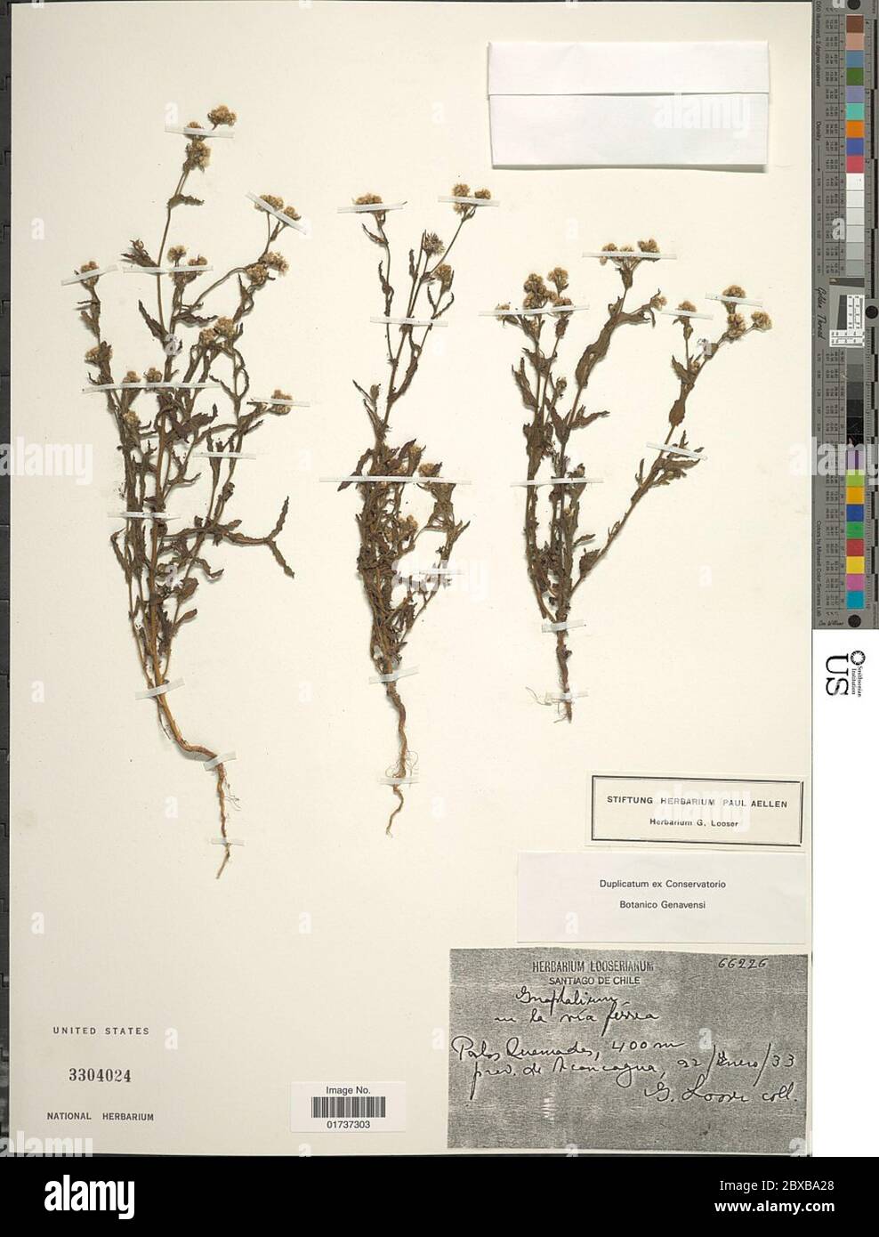 Gnaphalium Sp Gnaphalium Sp Stock Photo Alamy