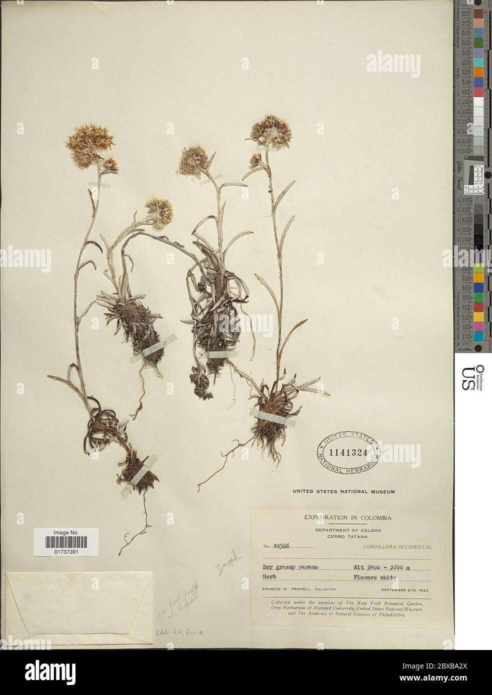 Gnaphalium Sp Gnaphalium Sp Stock Photo Alamy