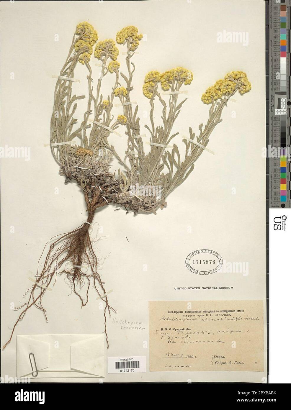 Helichrysum dried hi-res stock photography and images - Alamy