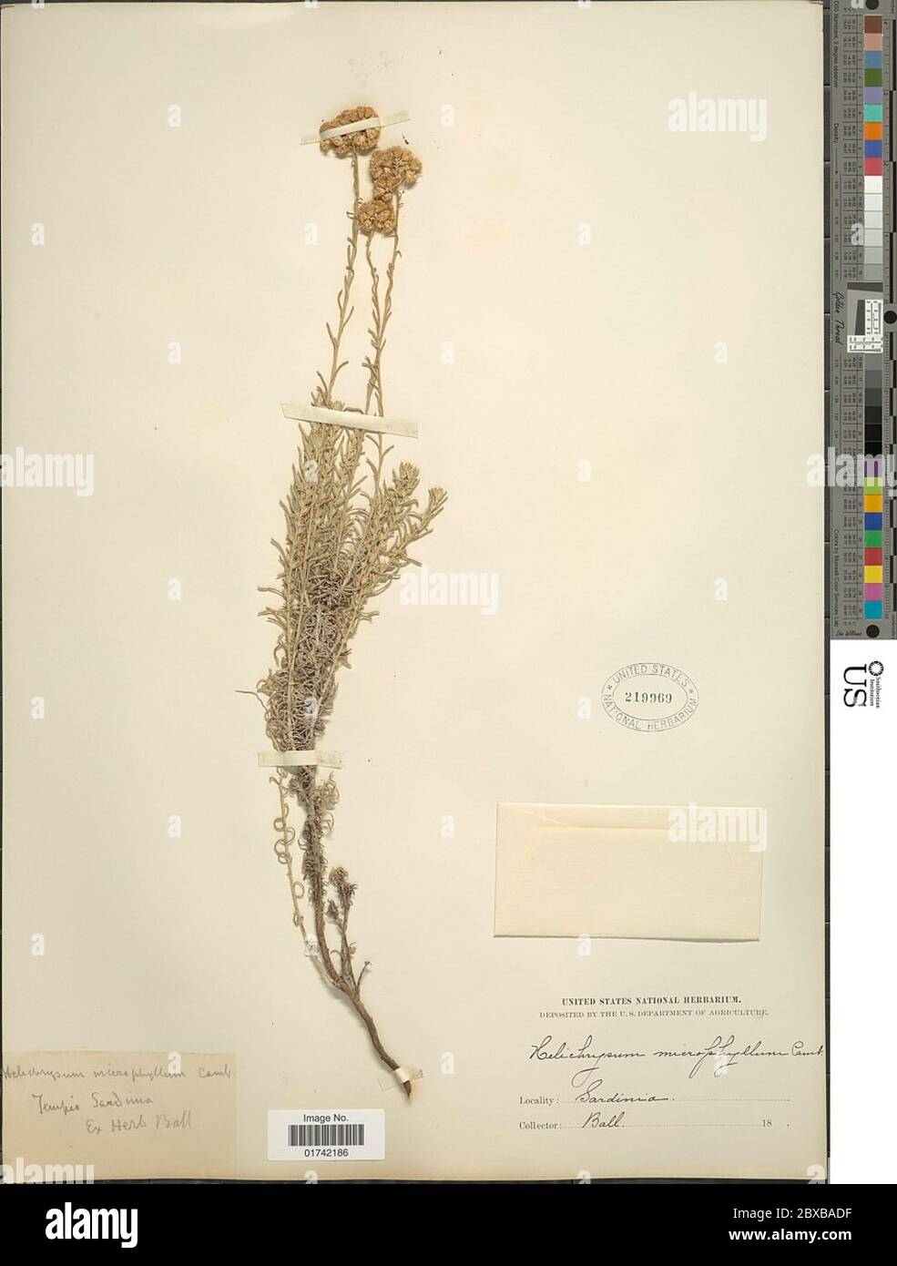 Helichrysum microphyllum Cambess Helichrysum microphyllum Cambess. Stock Photo