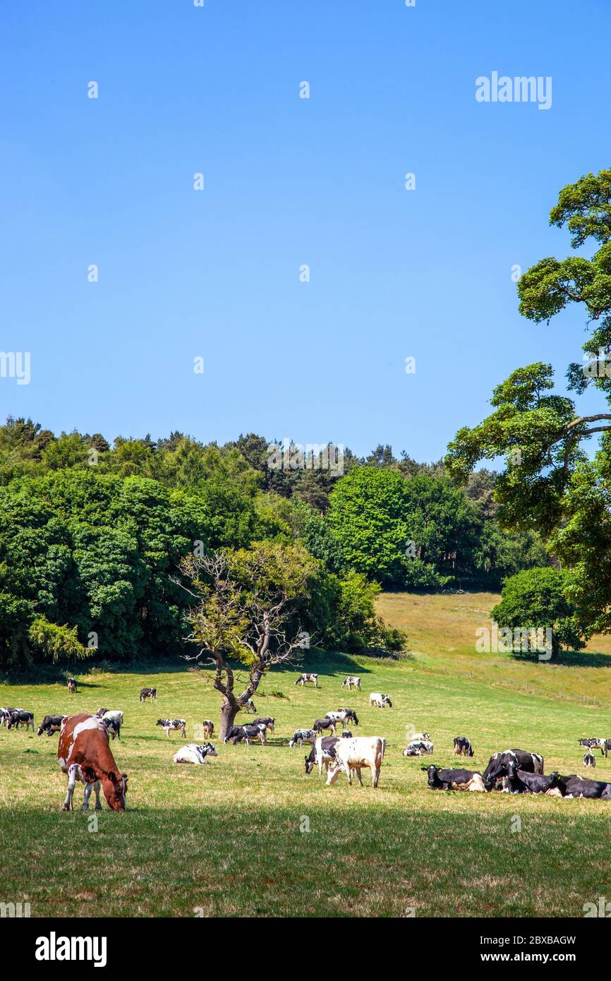 Herd of dairy cows cattle in the rolling Cheshire farmland countryside