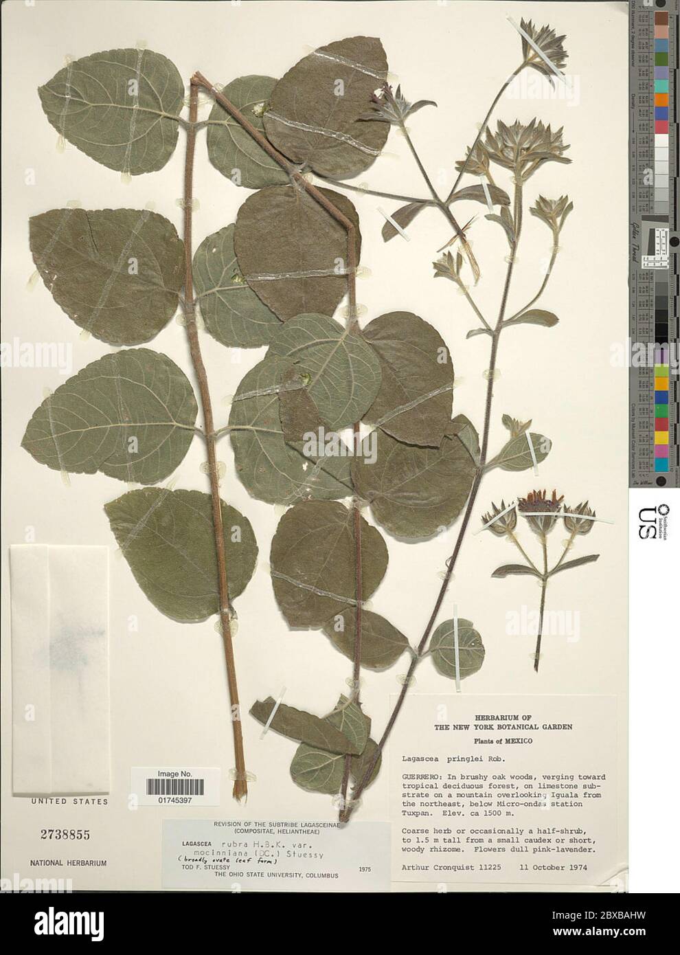 Lagascea rigida Cav Lagascea rigida Cav Stock Photo Alamy