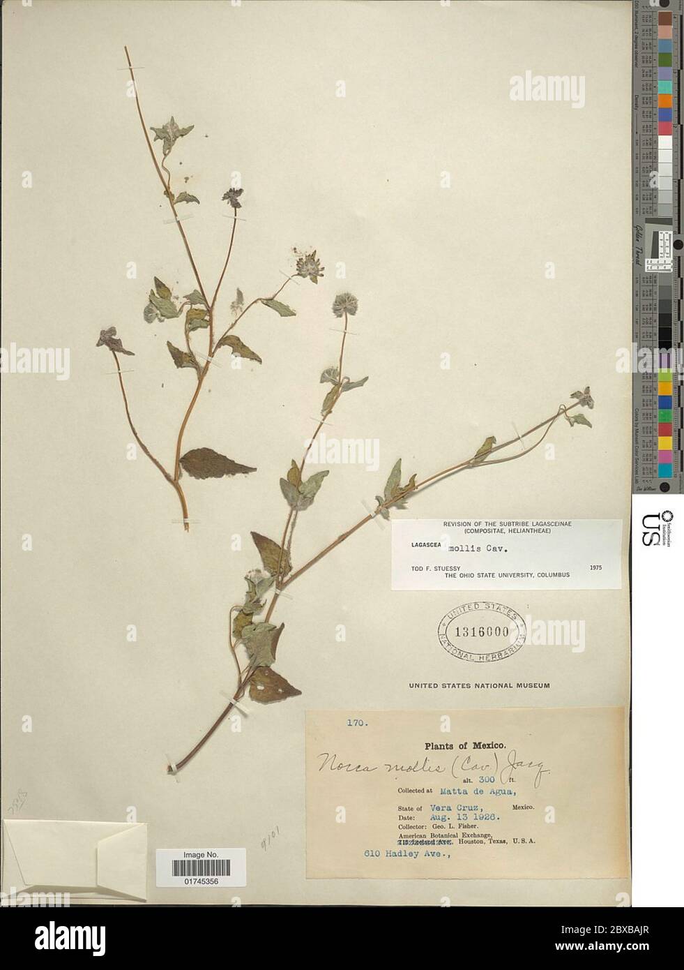 Lagascea mollis Cav Lagascea mollis Cav Stock Photo Alamy