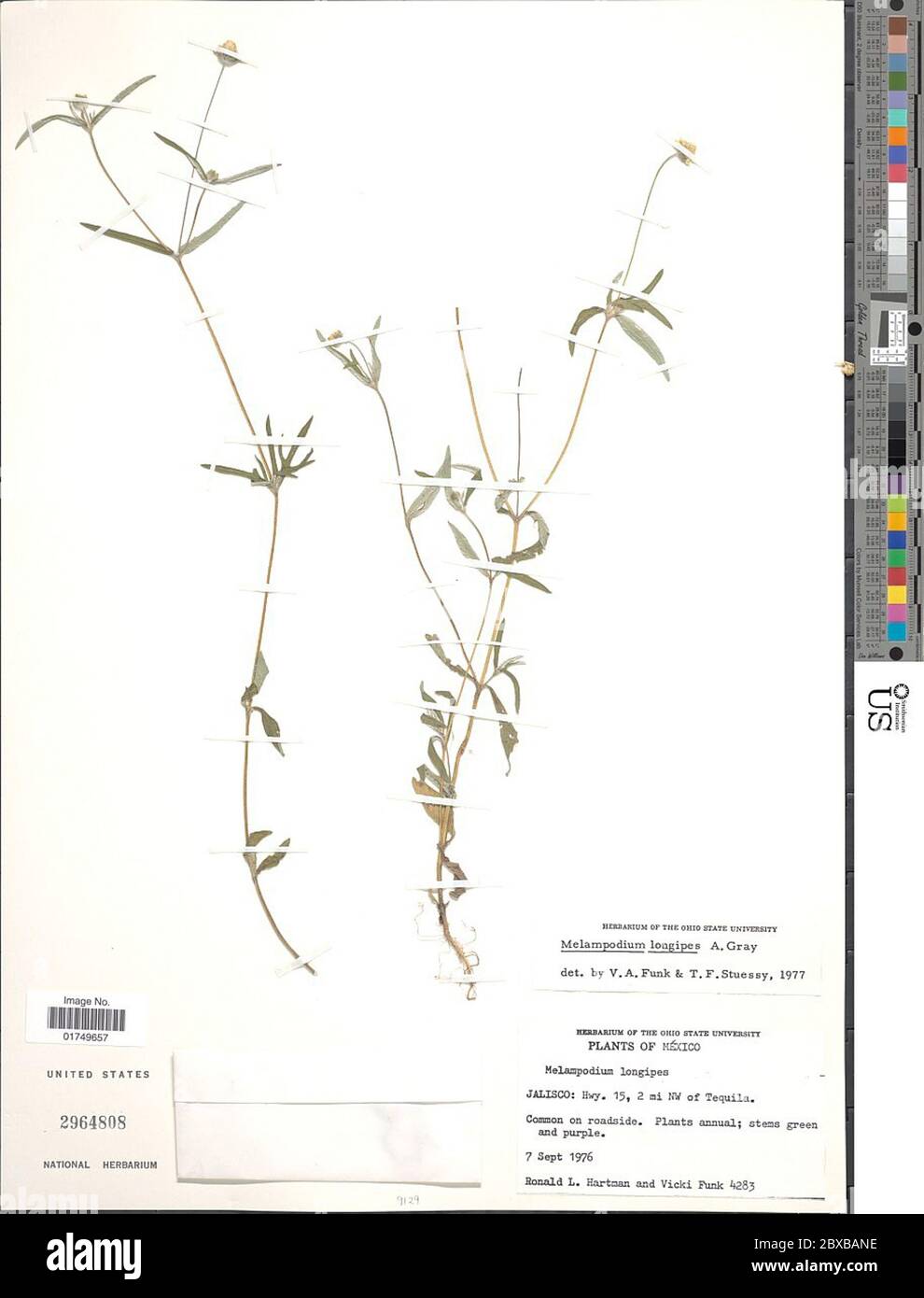 Melampodium longipes A Gray BL Rob Melampodium longipes A Gray BL Rob. Stock Photo