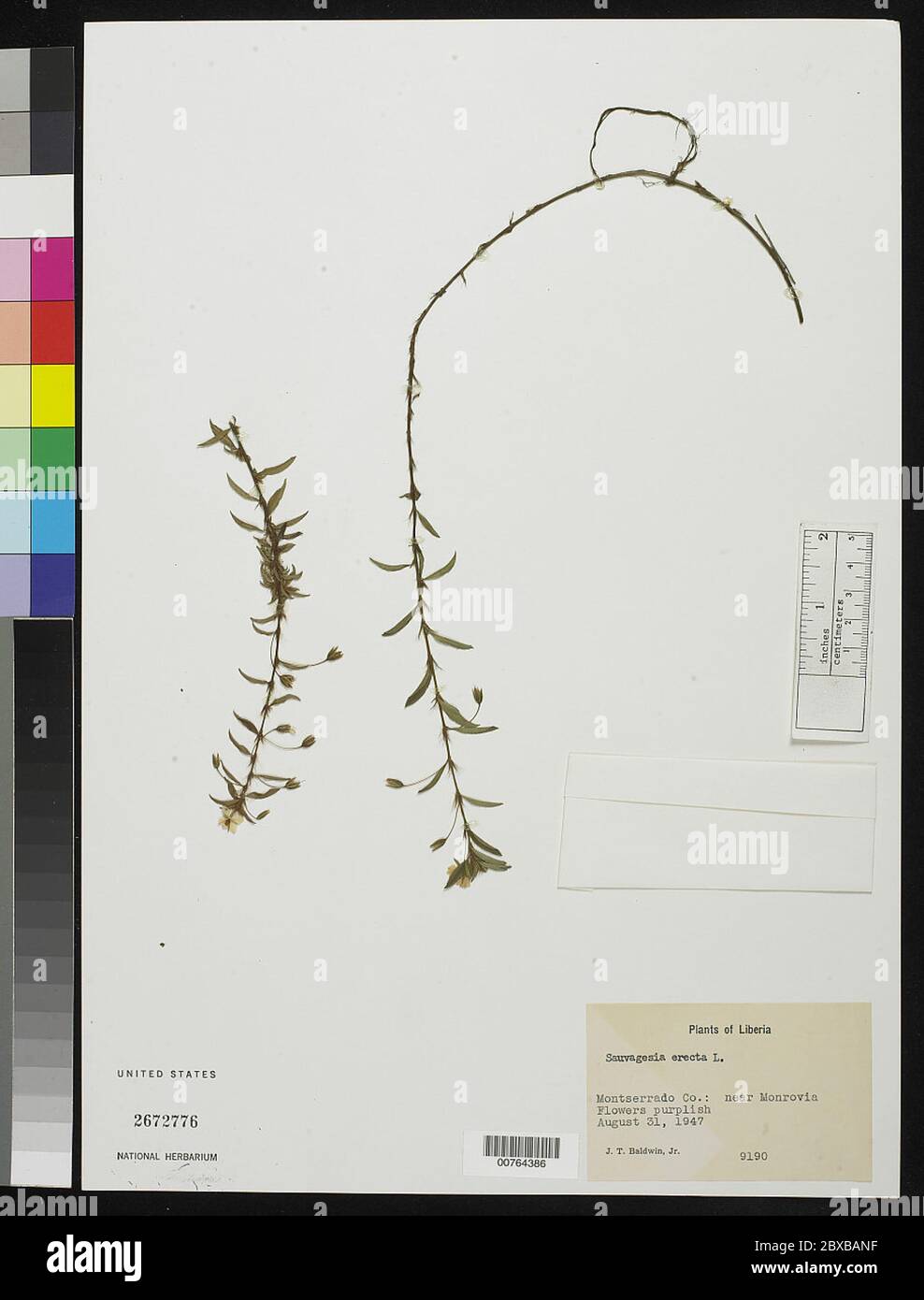 Sauvagesia erecta L Sauvagesia erecta L Stock Photo Alamy