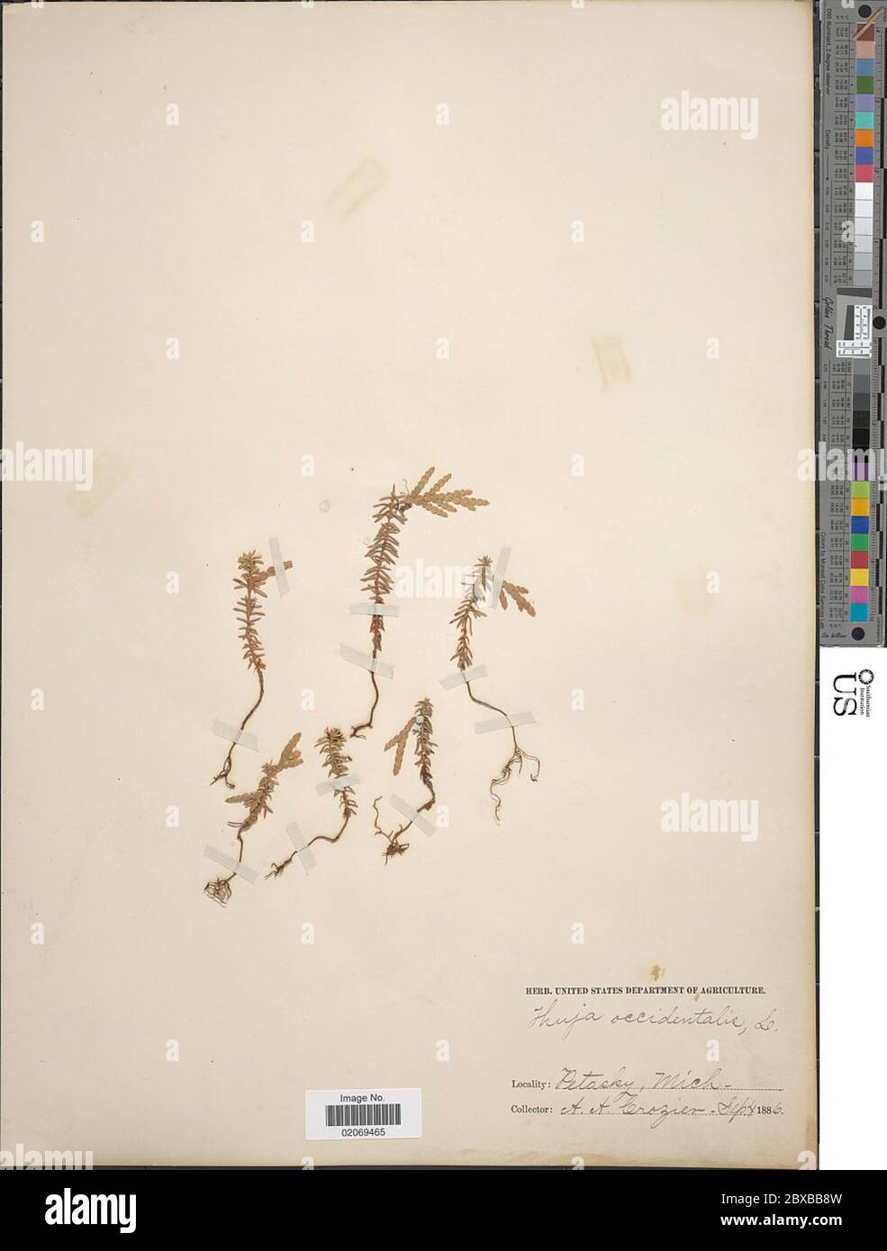 Thuja occidentalis L Thuja occidentalis L Stock Photo - Alamy