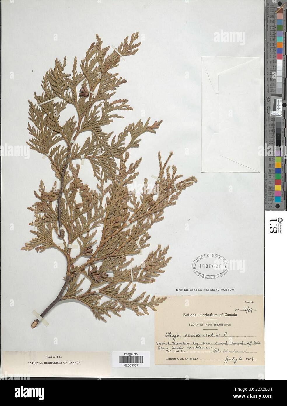 Thuja occidentalis L Thuja occidentalis L Stock Photo - Alamy