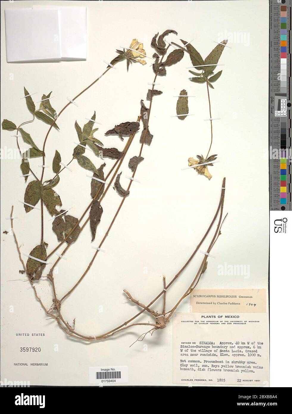 Sclerocarpus sessilifolius Greenm Sclerocarpus sessilifolius Greenm. Stock Photo