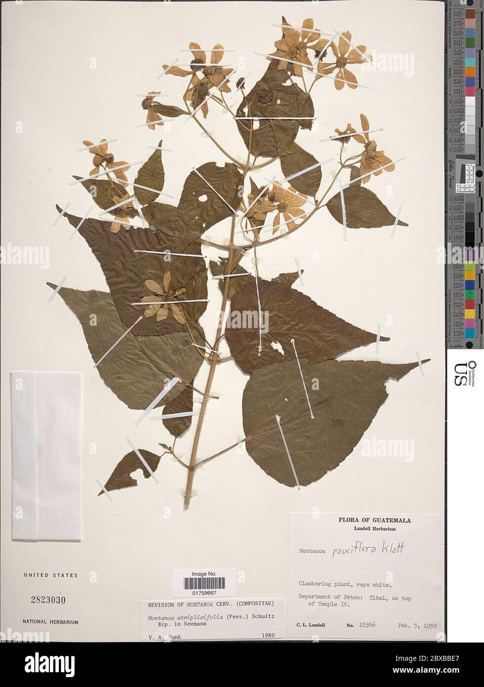 Stocks Pers Montanoa atriplicifolia Pers Sch Bip Montanoa atriplicifolia Pers Sch ...