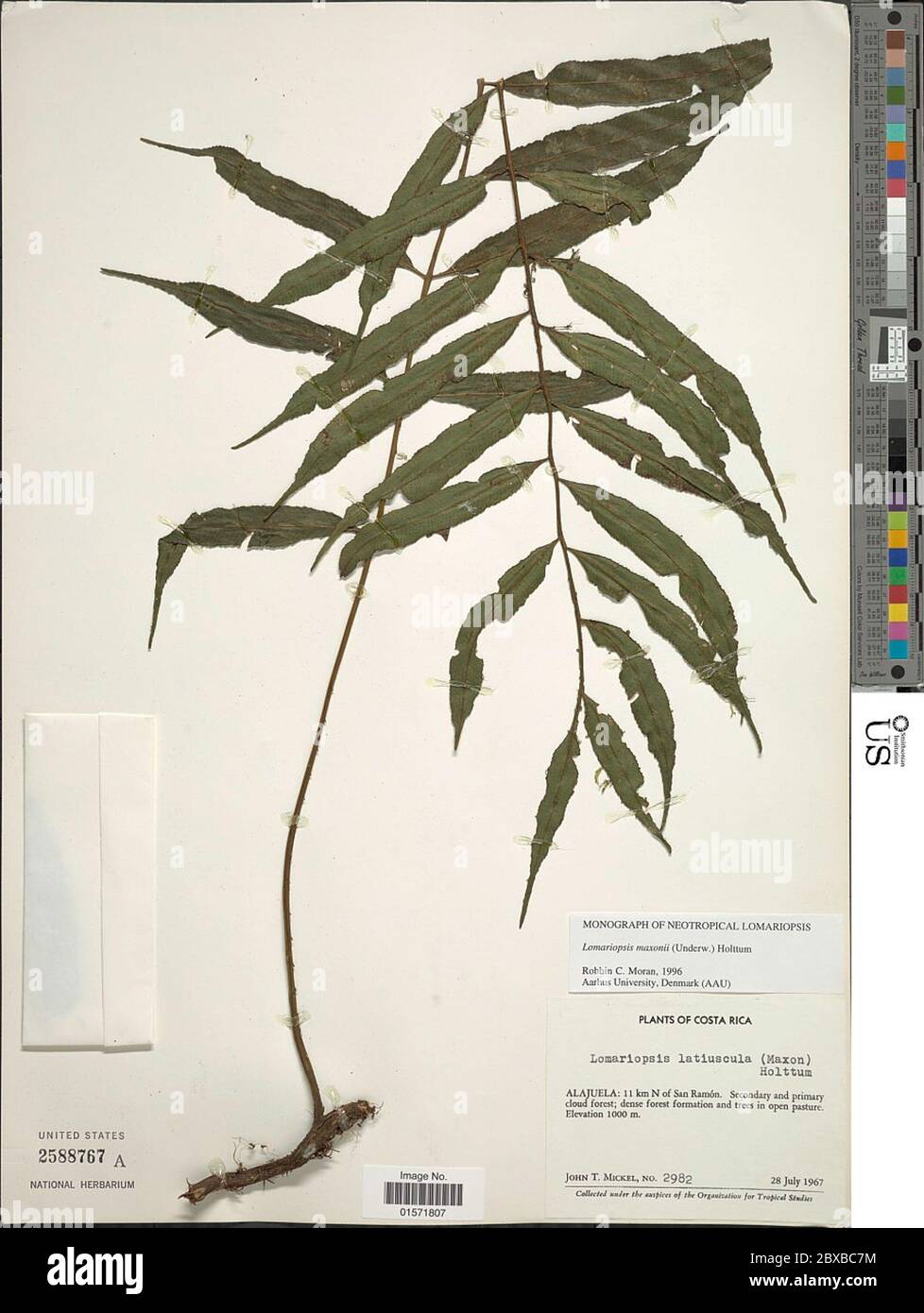Lomariopsis latiuscula Maxon Holttum Lomariopsis latiuscula Maxon Holttum. Stock Photo