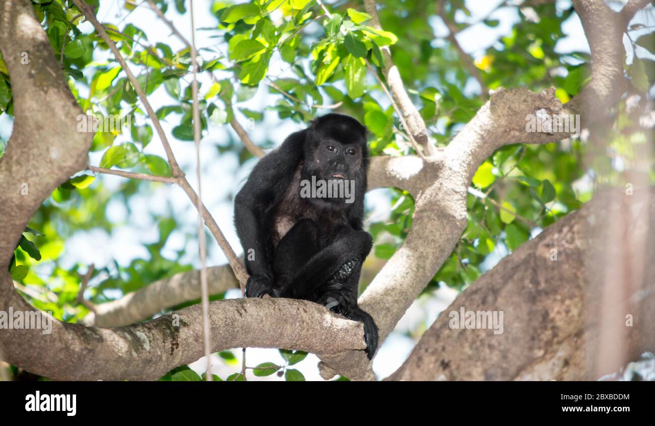 Howler Monkey; Alouatta, Costa Rica, native to South and Central America, New World Monkeys Stock Photo