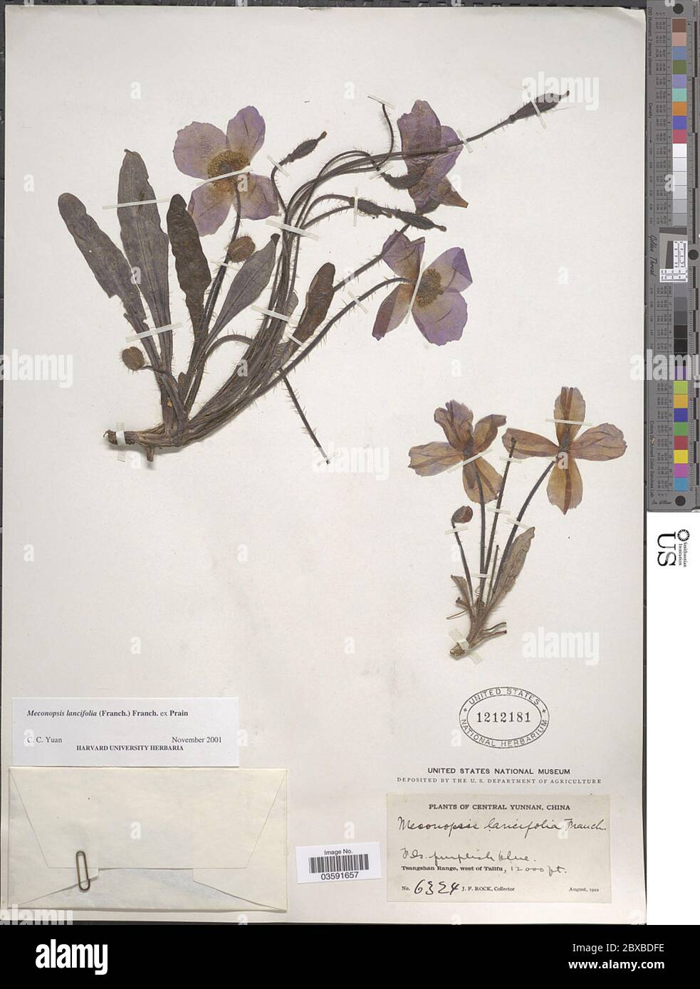 Meconopsis lancifolia Franch ex Prain Meconopsis lancifolia Franch ex Prain. Stock Photo