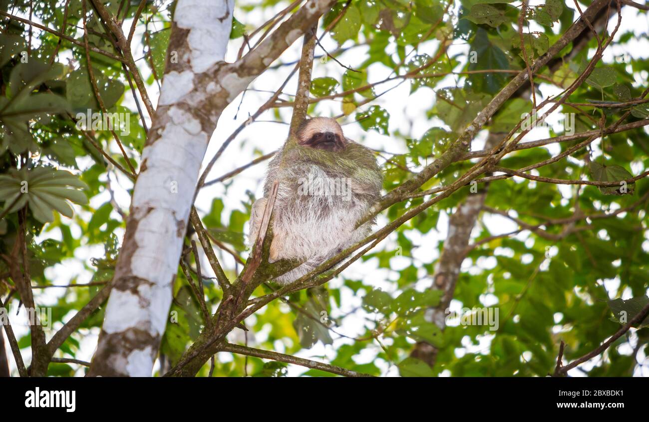 three-toed sloth with one eye open, world's slowest mammal, Costa Rica, greenish tint is caused by algae which is useful camouflage Stock Photo