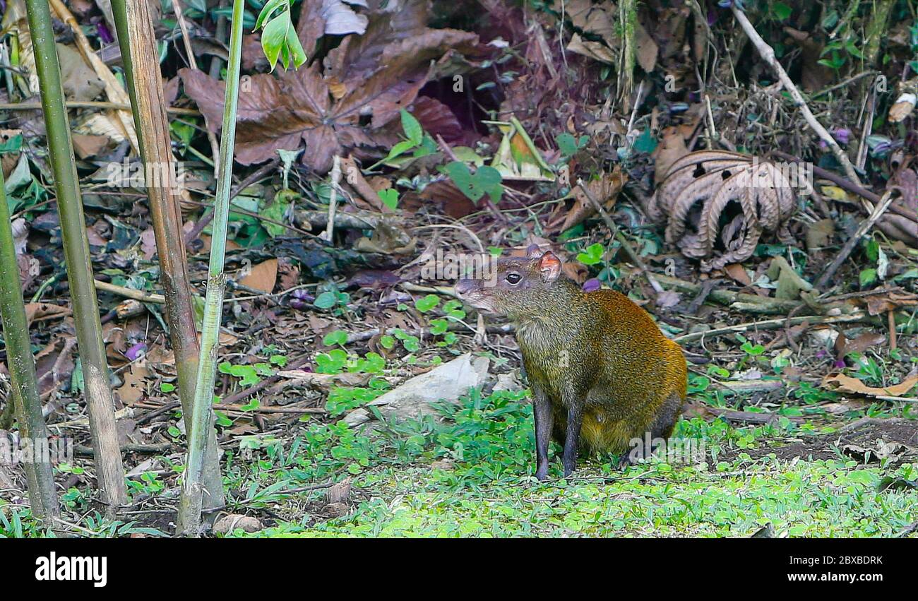 Agouti, Dasyprocta, rodent, native to Central and South America Stock Photo