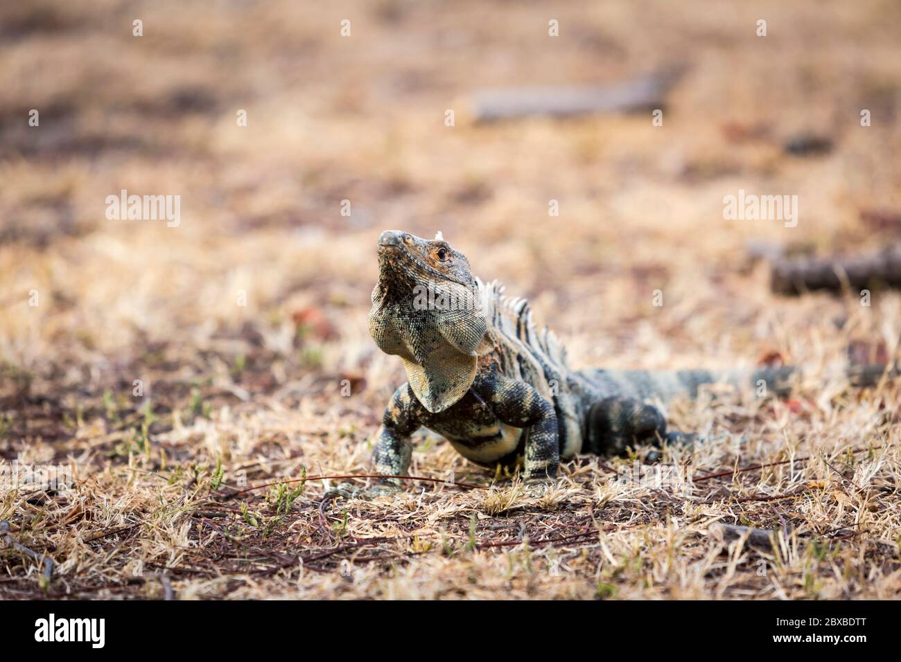 Black Spiny-Tailed Iguana, Black Iguana, Black Ctenosaur, Ctenosaura similis, native to Central America, fastest-running species of lizard Stock Photo