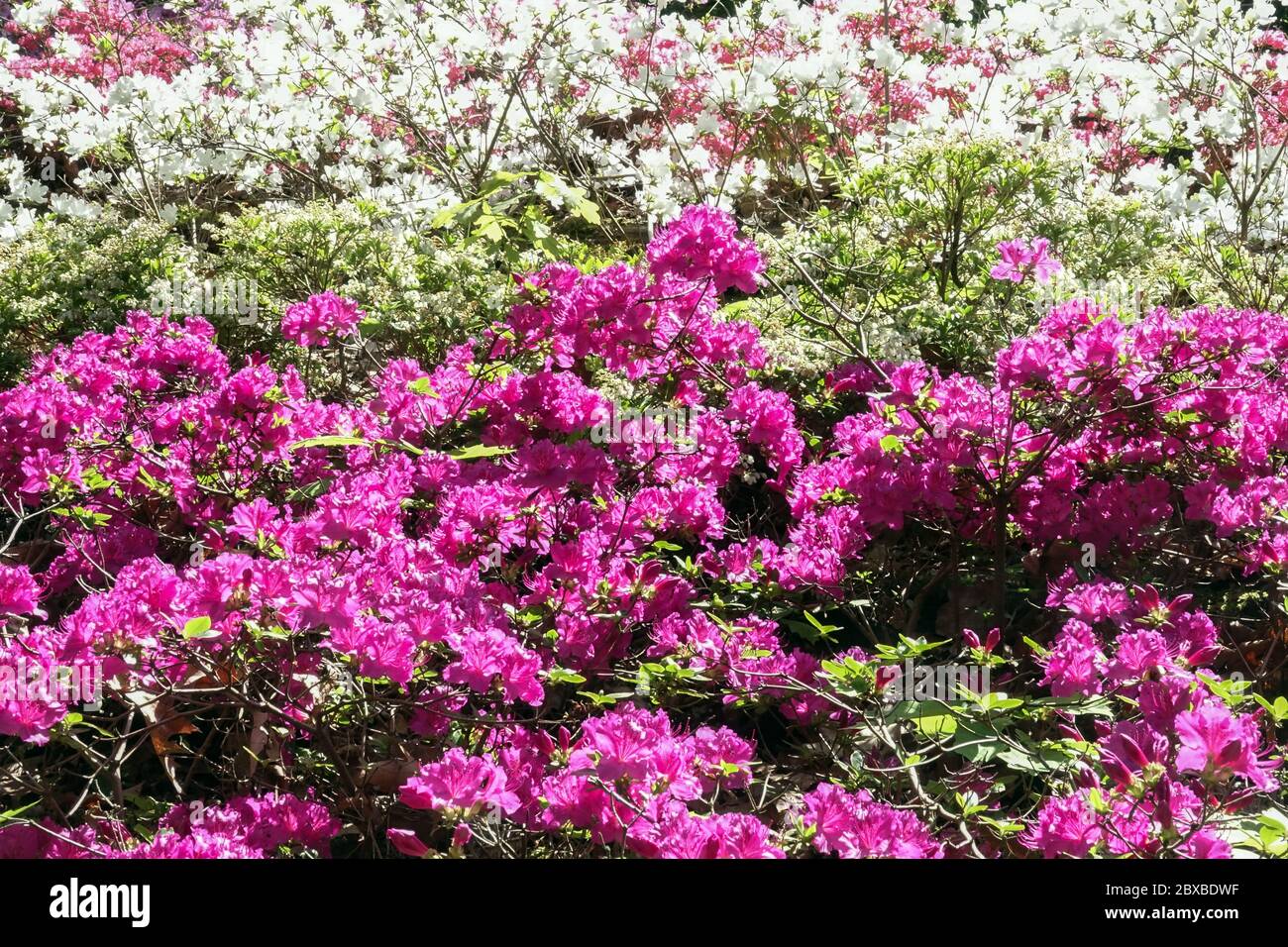 Colorful Rhododendrons Azalea obtusum Stock Photo